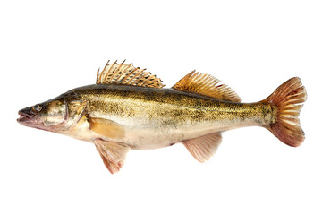 Raw Fresh Zander or Pike Perch Fish, isolated on a white background. Close-up.