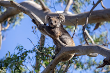 Grey Australian Koala
