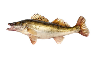 Predator Fish. Fresh Zander or Pike Perch Fish, isolated on a white background. Close-up
