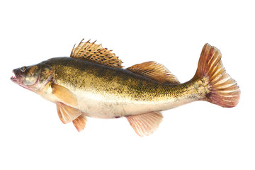 Predator Fish. Fresh Zander or Pike Perch Fish, isolated on a white background. Close-up