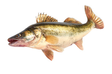Raw Fresh Zander or Pike Perch Fish, isolated on a white background. Close-up.