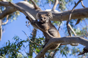 Grey Australian Koala
