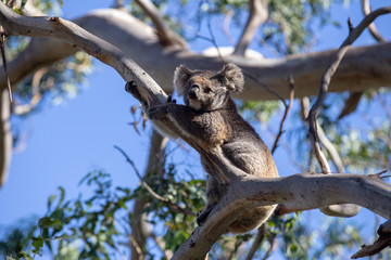 Grey Australian Koala