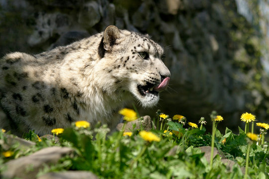 Schneeleopard