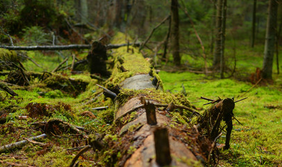 Fallen tree in forest at autumn.