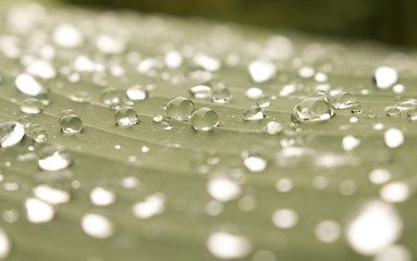 Close up of Water drops on green leaf with nature in rainy season background