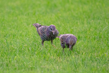 Two Starling Birds Looking for Food in Green Grass