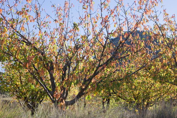 Autumn landscape Gudar mountains in Teruel Aragon Spain