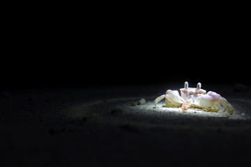 Ghost Crab