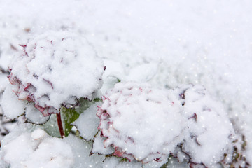 Hortensia flowers in the snowfall. Winter background.