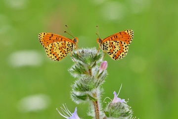 Melitaea didyma  500