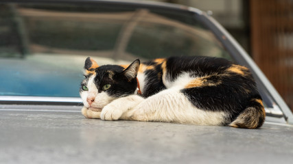 Cat Stretching on a car boot in Thailand Phuket