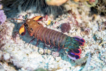 Colorful peacock mantis shrimp on a coral reef in tropical Indonesia