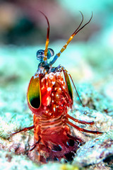 Colorful peacock mantis shrimp on a coral reef in tropical Indonesia