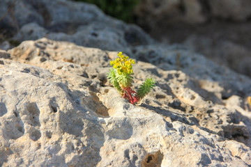 Lonely yellow flower on rocky stone surface