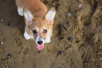 Welsh corgi pembroke puppy portrait  playing in a sand on a beach