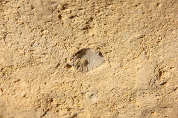 Aged shell in the center of limestone surface