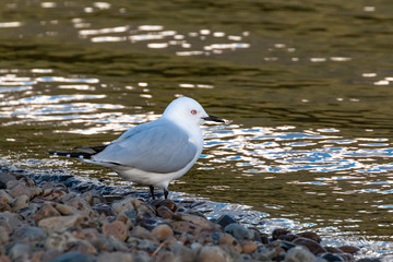 Contemplation