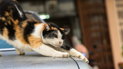 Cat stretching on a car boot in Thailand Phuket 