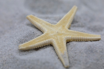 Fototapeta na wymiar Seestern auf Sand makro