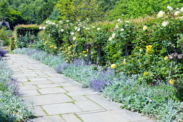 Colourful secluded garden in bloom, with white and yellow roses, purple catnip growing around a stone path