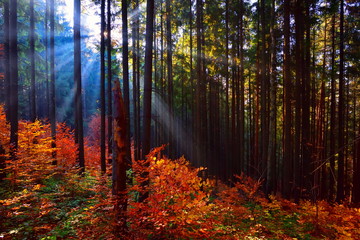 Warm autumn scenery in the forest, with the sun casting beautiful rays of light through the mist and trees