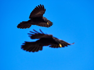 The Alpine chough or yellow-billed chough (Pyrrhocorax graculus)