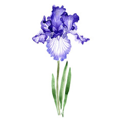 Purple iris. Floral botanical flower. Watercolour drawing aquarelle. Isolated iris illustration element.