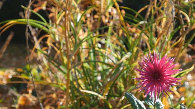 A flower on the corner with blurred background.