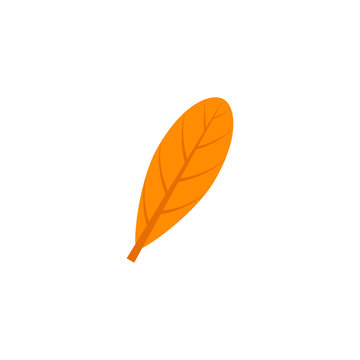 oblanceolate maple leaf flat icon