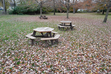 Leaves in autumn park