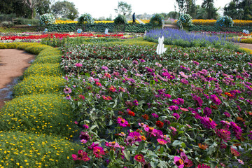 Landscape of Beautiful  flower field