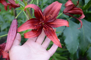 beautiful fragrant red lily in the garden