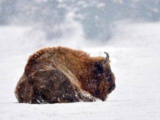 European bison (Bison bonasus) in natural habitat in winter © bereta