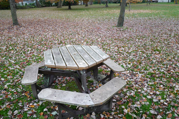 Leaves in autumn park