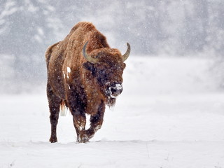 European bison (Bison bonasus) in natural habitat in winter © bereta