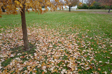 Leaves in autumn park