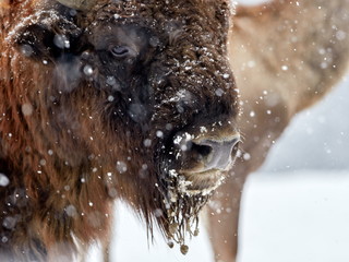 European bison (Bison bonasus) in natural habitat in winter © bereta