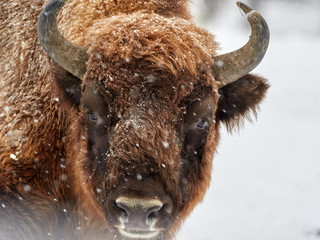 European bison (Bison bonasus) in natural habitat in winter © bereta