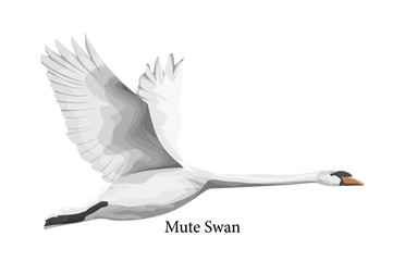 Mute swan white water bird in wildlife. © inspiring.team