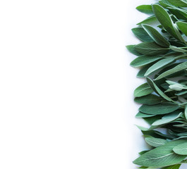 Fresh sage leaves on white background. Top view. Fresh sage at border with copy space for text.