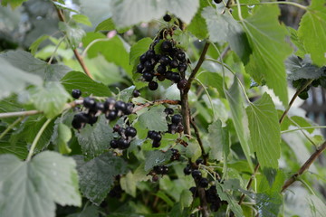 black currants on a branch close-up in the garden