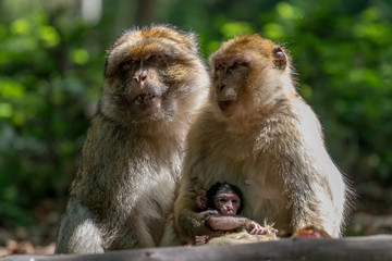 Family of berber macaques