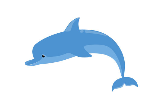 Cute funny dolphin jump out of water. Friendly ocean mammal.