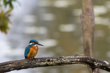 martin-pêcheur