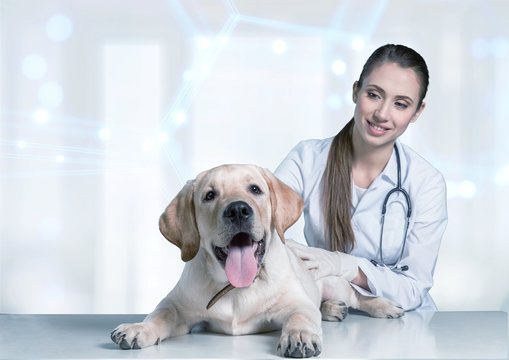 Beautiful Young Veterinarian With A Dog On A White Background