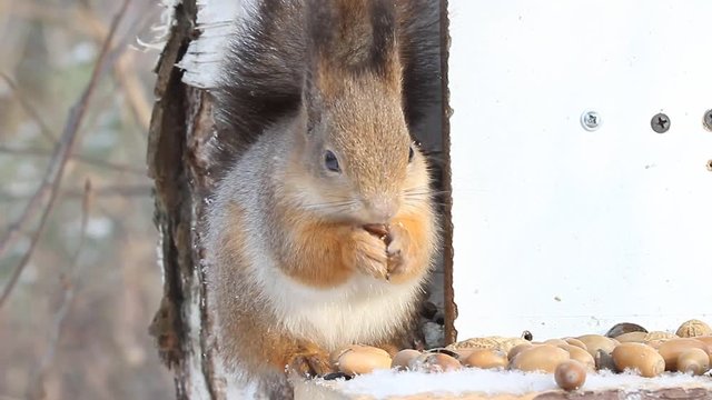 Squirrel on the feeding trough