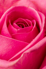Obraz premium Pink rose macro closeup