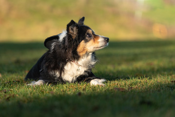 Border Collie 16 years old. Old dog wears a dog coat in autumn to protect himself from the cold.