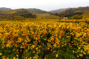 Fototapeta na wymiar autumnal vineyard landscape in the Wachau Austria